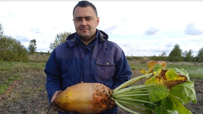 На Волині виріс буряк вагою понад вісім кілограмів