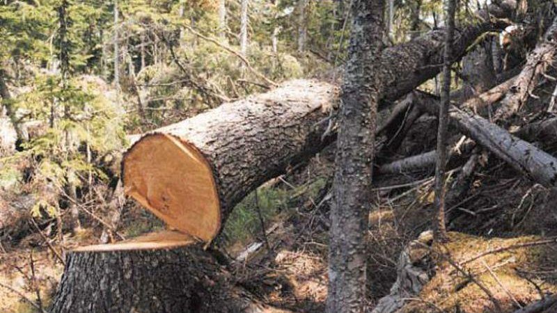 Судитимуть волинянина, який нарубав у заповіднику дерев на понад 400 тисяч