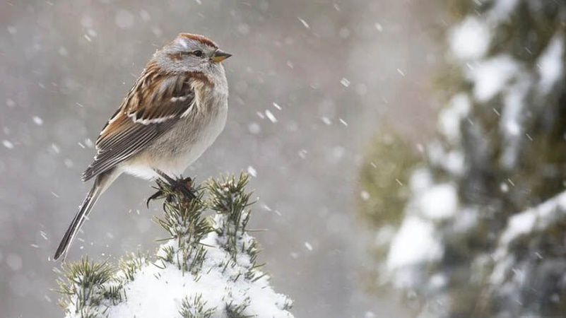 Морози йдуть з України: якою буде погода 14 січня