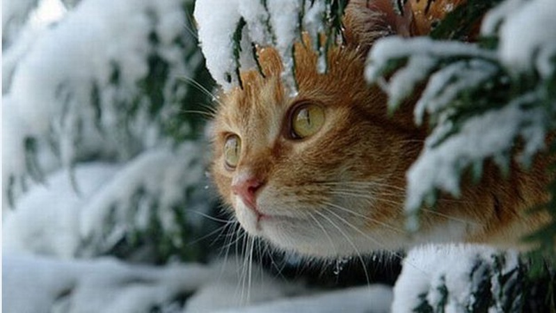 Ожеледиця та невеликий сніг: прогноз погоди на 21 січня