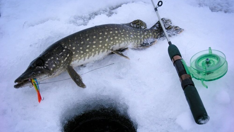 В Україні вперше в історії заборонили вилов щуки