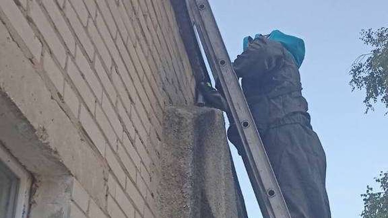 У місті на Волині в дитсадку знешкодили гніздо шершнів