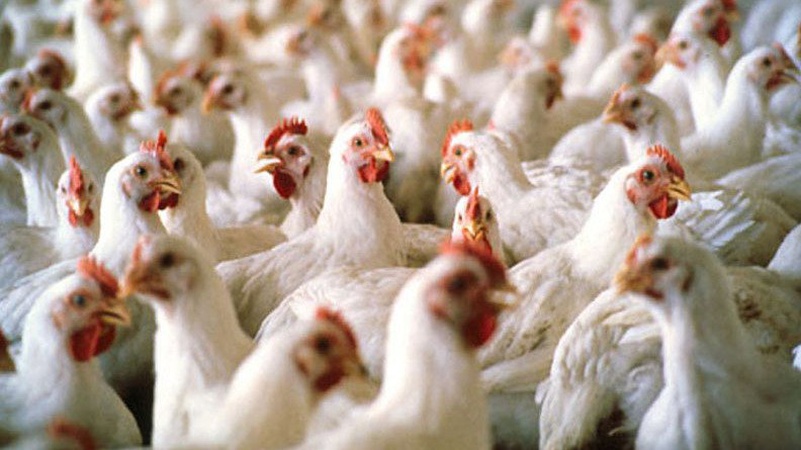 У громаді на Волині збудують птахофарбику