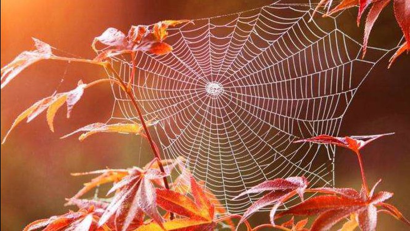 Повідомили, коли буде бабине літо