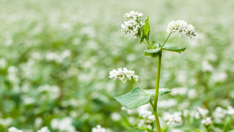 На Волині розпочали посів гречки