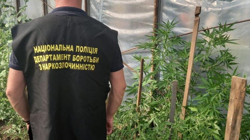 У селі під Луцьком чоловік вирощував у теплиці елітні сорти коноплі. ФОТО. ВІДЕО