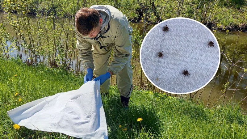 Епідеміологи Луцька застерігають: 30% кліщів є небезпечними