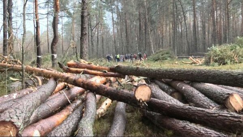 Незаконні рубки на Волині цьогоріч завдали збитків на понад 17 мільйонів