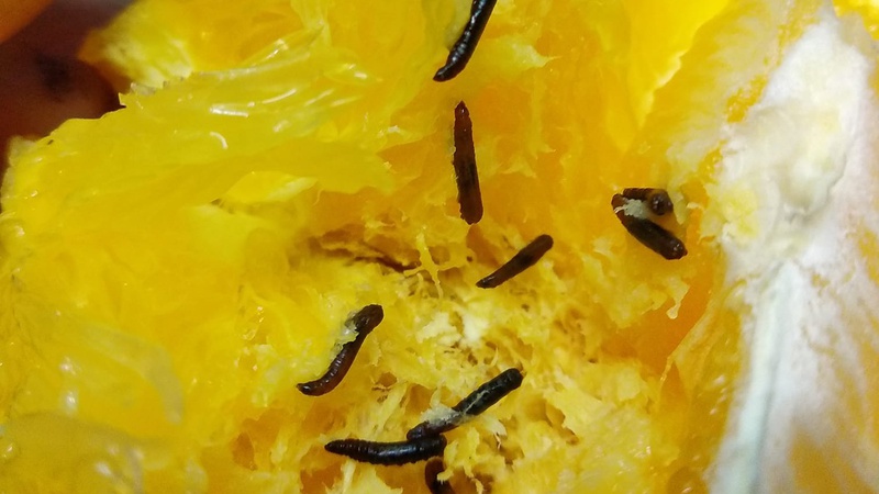 В магазині у фруктах «живуть» хробаки: лучанка розповіла про «цікаву» покупку