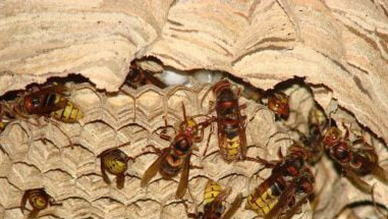 На Волині рятувальники ліквідували кубла шершнів