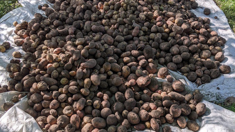 На Волині зібрали понад мільйон тонн картоплі