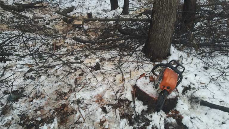 На Волині затримали крадіїв лісу