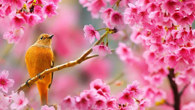 Можливі короткочасні дощі: прогноз погоди на 13 травня