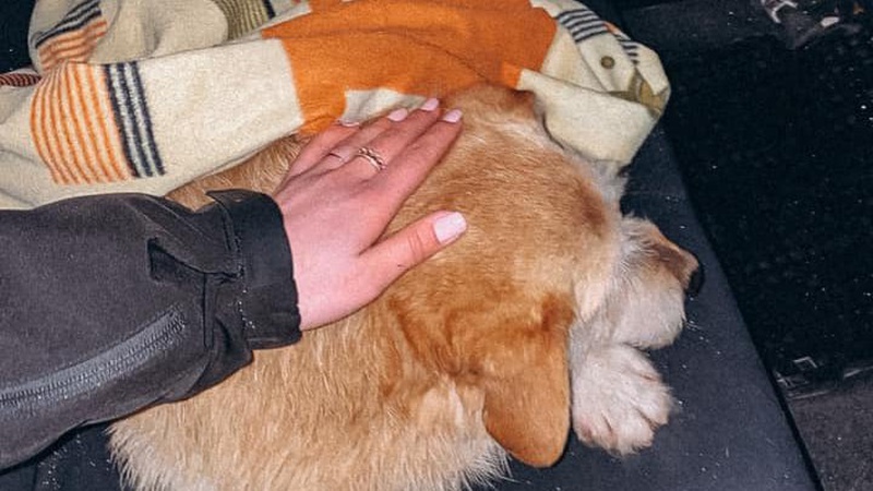 У Луцьку патрульні допомогли травмованому песику. ФОТО