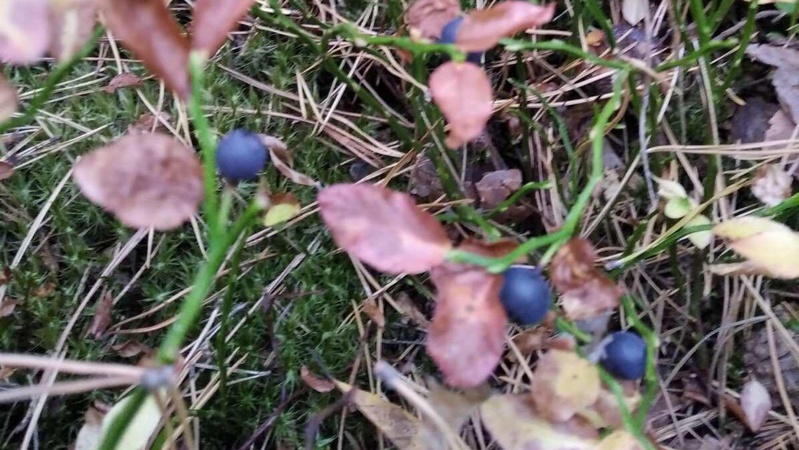 На Волині у листопаді дозрів другий урожай чорниці