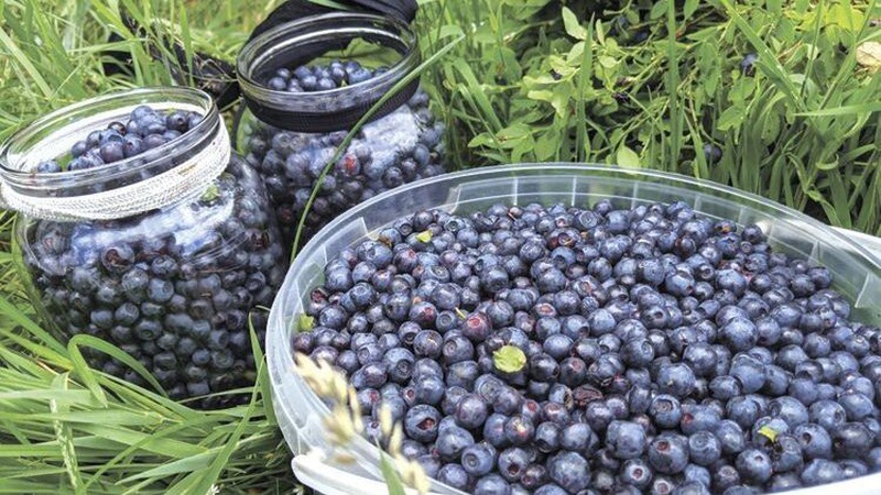 На Волині місцеві бюджети заробили на чорниці понад мільйон гривень