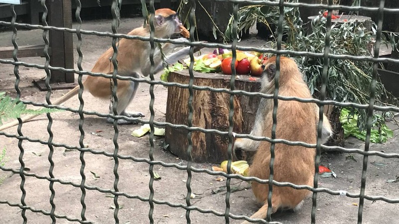 Як спека впливає на мешканців Луцького зоопарку