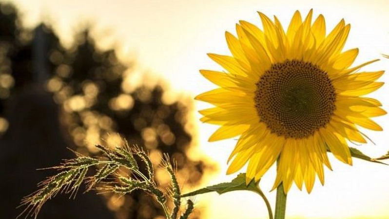 В Україні сьогодні переважно без опадів, вдень до 30°