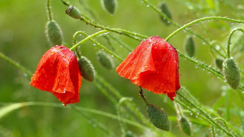 9 травня теплом не порадує, частину України накриють дощі