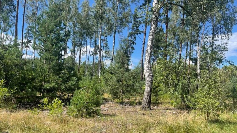 Лісівники Волині разом із громадами працюють над збільшенням площі лісів краю