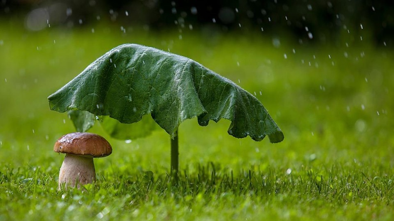 Чи дощитиме завтра – 29-го липня