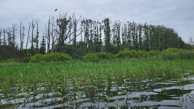 Баклани і чаплі поселилися на острові посеред Світязя