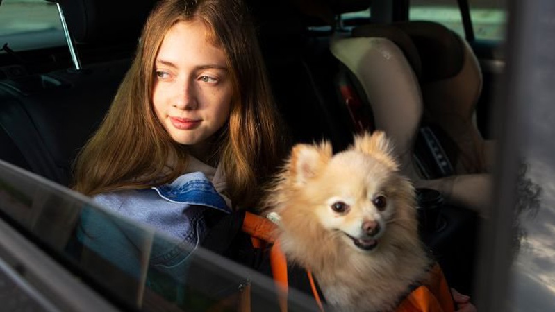 Як виїхати з домашнім улюбленцем за кордон: правила перевезення тварин