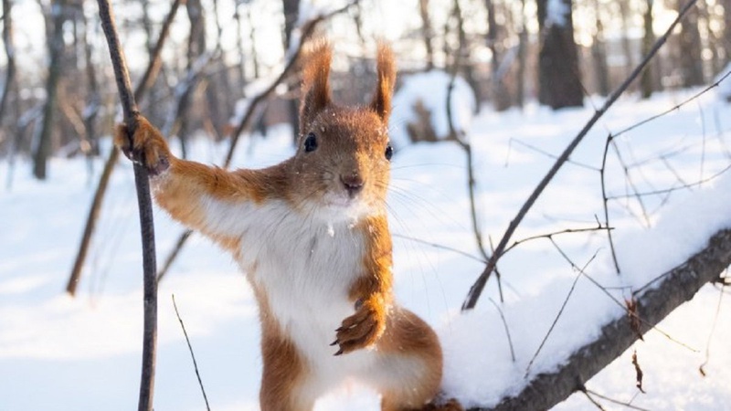 Яка погода чекає на волинян 13 лютого