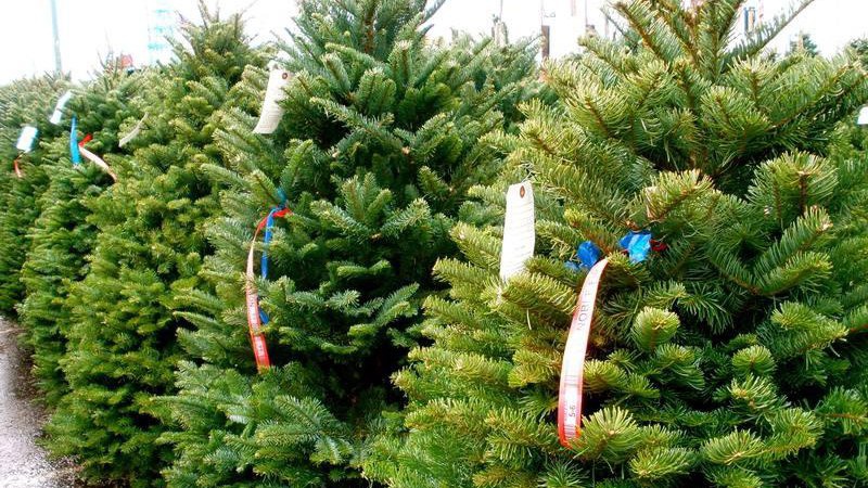 Волинян попереджають про ялинкові рейди