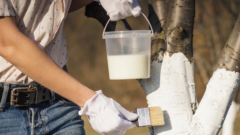 Навіщо білити дерева навесні: терміни та правила