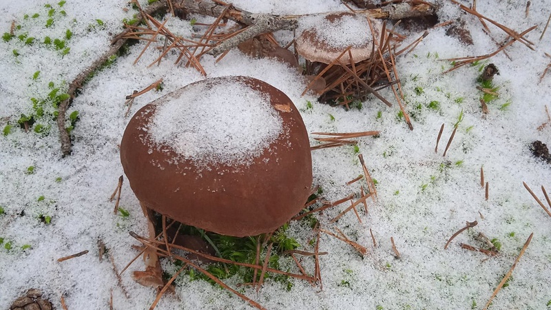 У засніжених лісах Волині досі ростуть гриби (ФОТО)