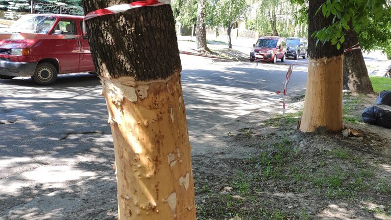 У Луцьку невідомі зрізали кору ясенів: поліція розшукує тих, хто відповідатиме