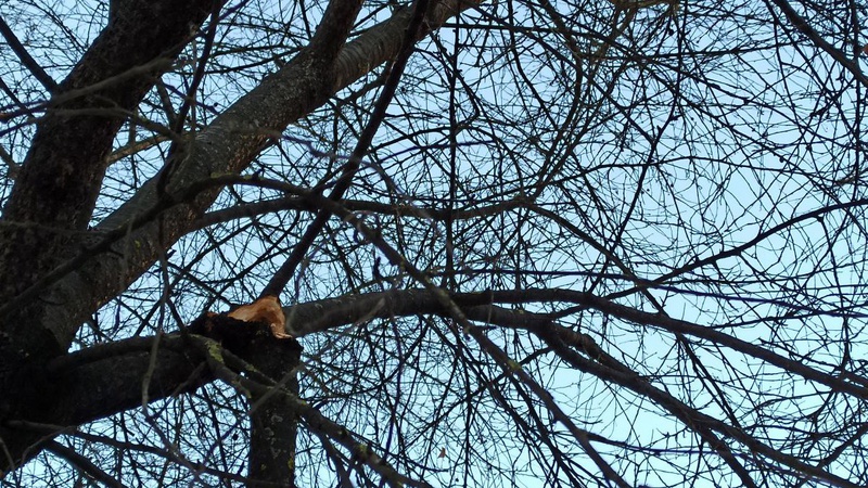 Надломлена гілка вже тиждень загороджує прохід у завокзальному мікрорайоні Луцька