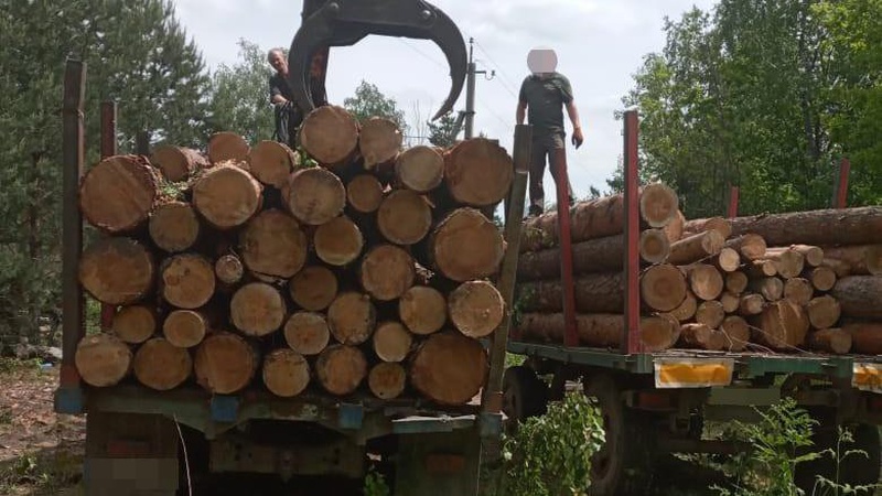 На Волині у лісосмузі знайшли гору нічиєї деревини