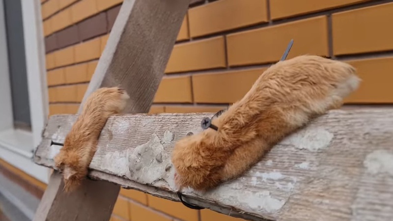 У Ворзелі рашисти розчленовували і їли собак. ВІДЕО 18+