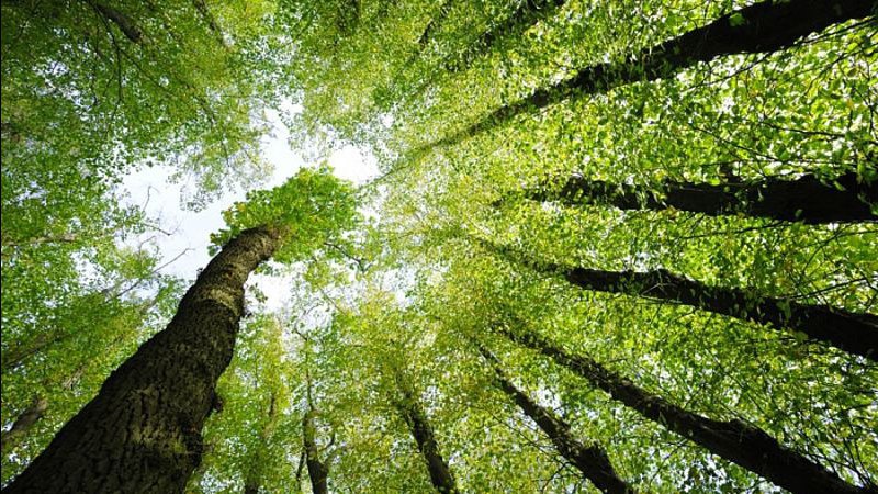 На Волині ліквідовують 14 лісгоспів