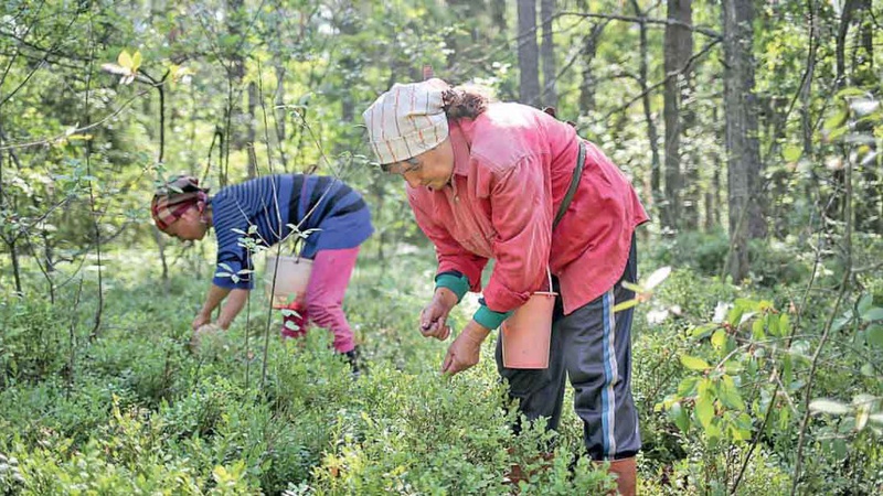 Чорничний бізнес на Волині: скільки можна заробити та як не назбирати «радіаційних» ягід