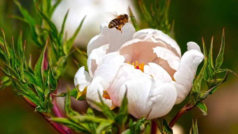 Без опадів та малохмарно: прогноз погоди на 1 травня