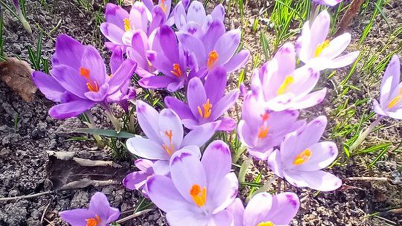 На Закарпатті почалося масове цвітіння первоцвітів