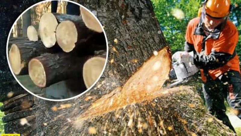 На Волині чоловік нарубав дерев на 400 тисяч гривень