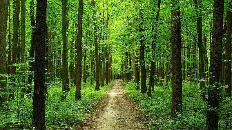 На Волині лісові землі вартістю 114 мільйонів гривень повернуті у власність держави