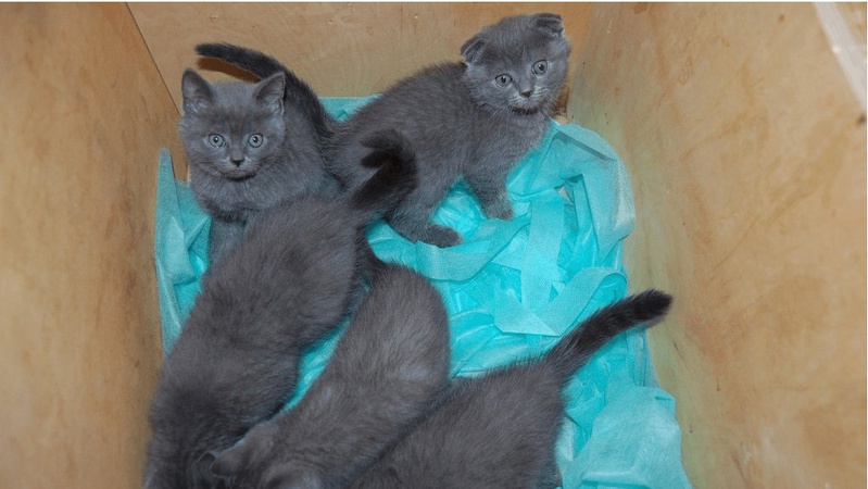 Польські прикордонники спіймали українця на контрабанді кошенят