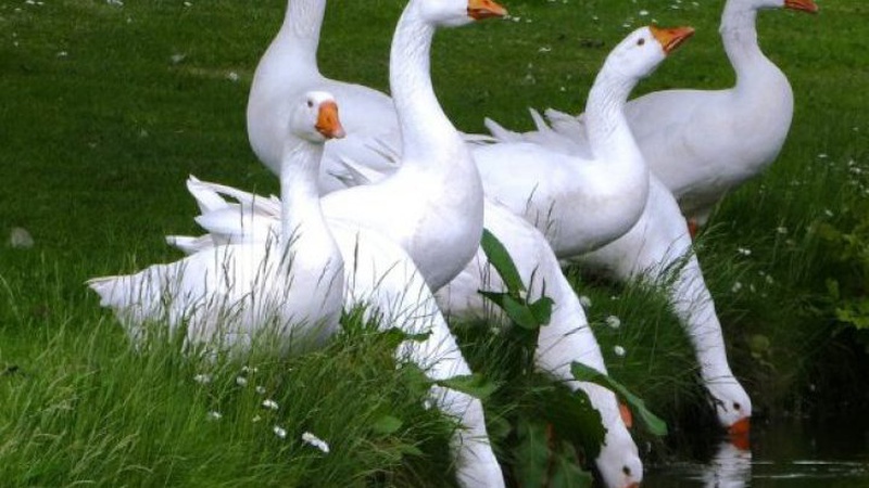 Фермер з Волині через блекаути був змушений пустити під ніж половину своїх гусей