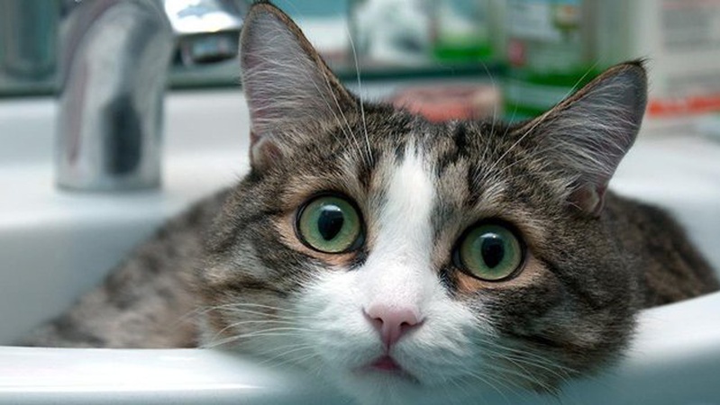 Де у Рожищі не буде води