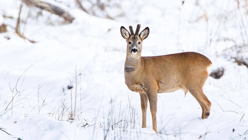 На Волині знайшли мертвого дикого козла: що загрожує вбивці