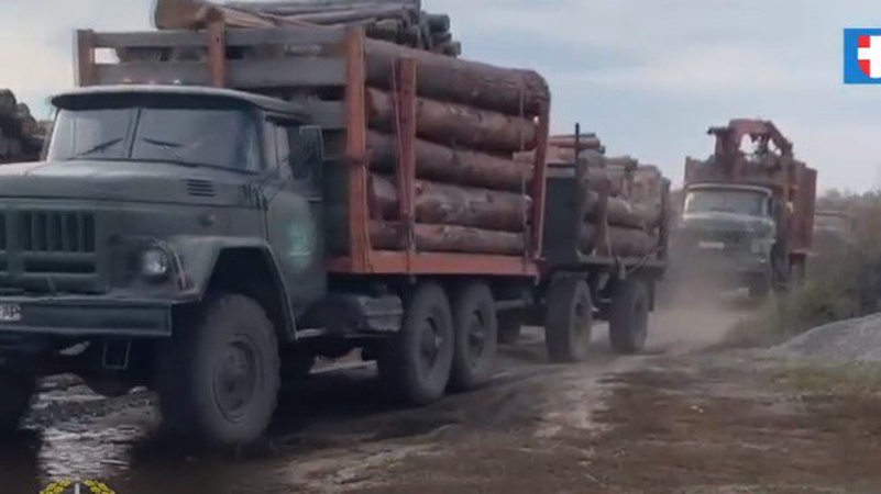 Повідомили, скільки збитків на Волині завдали «чорні» лісоруби. ВІДЕО