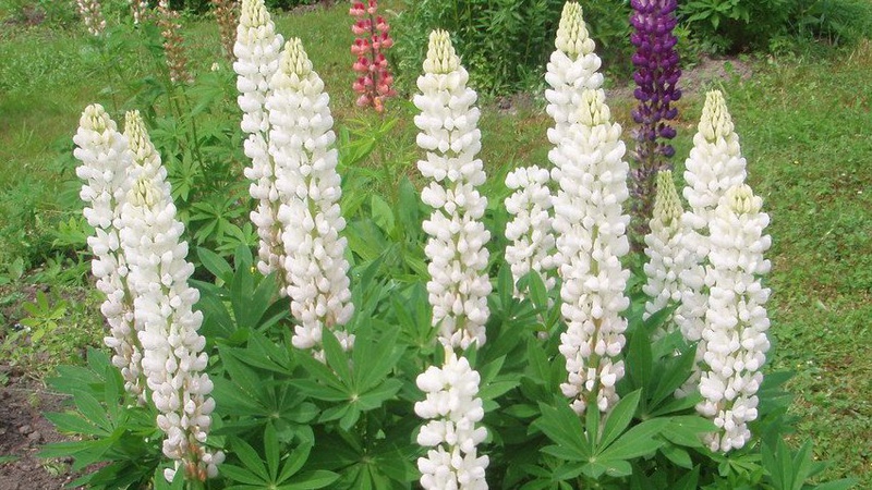 Волинські науковці вивели новий сорт білого люпину