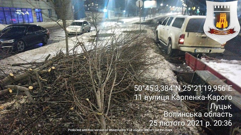 У Луцьку незаконно зрізали липу