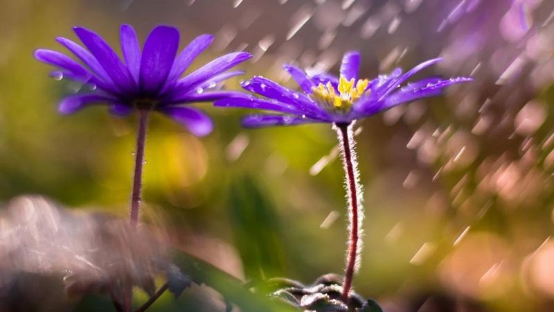 Без особливого тепла та з дощами: де сьогодні в Україні стане в нагоді парасолька