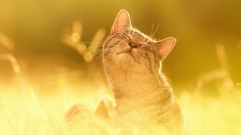 Коли в Україні очікувати потепління